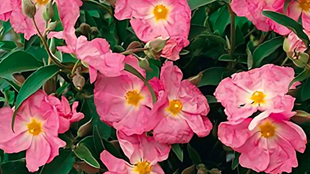 Cistus ‘Peggy Sammons’. Cistus ‘Peggy Sammons’.