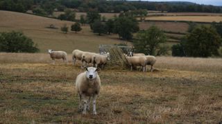 Le prix de l’agneau à la production a atteint un nouveau record à Pâques, à 11 €/kg.