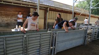 La formation s'appuie sur un enseignement théorique et beaucoup de pratique sur la ferme de l'Etablissement. Ici, les stagiaires participent au tri des brebis dans l'espace de contention.
