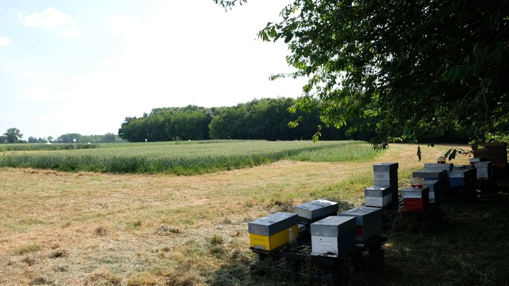 Ruches en bordure de parcelle