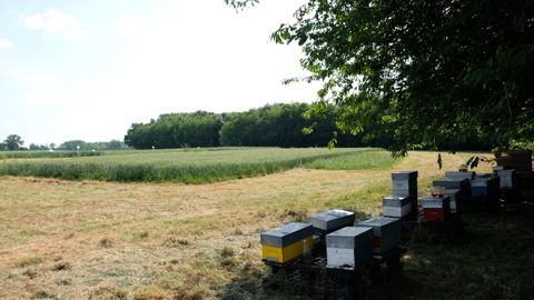 Des ruches sont installées sur la plateforme expérimentale de Saint-Fort (Mayenne).