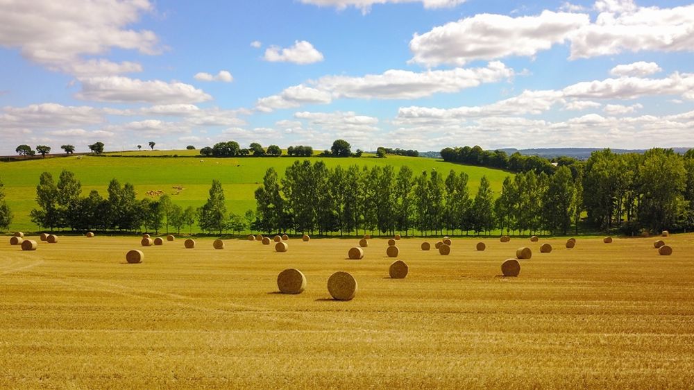 Paille en été
