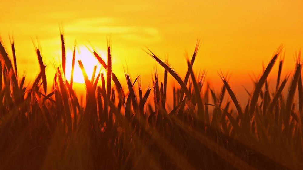 Champ de blé au coucher du soleil