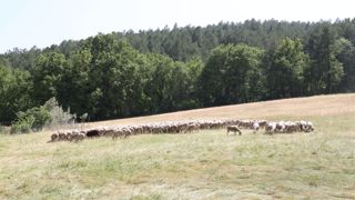 À la mi-juin, les prairies ont commencé à jaunir sous l'effet des fortes chaleurs.