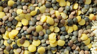 Dans la Sarthe, une quinzaine d’agriculteurs participent à la création d’une filière pour produire des graines de légumineuses en agriculture biologique. Dans la Sarthe, une quinzaine d’agriculteurs participent à la création d’une filière pour produire des graines de légumineuses en agriculture biologique.