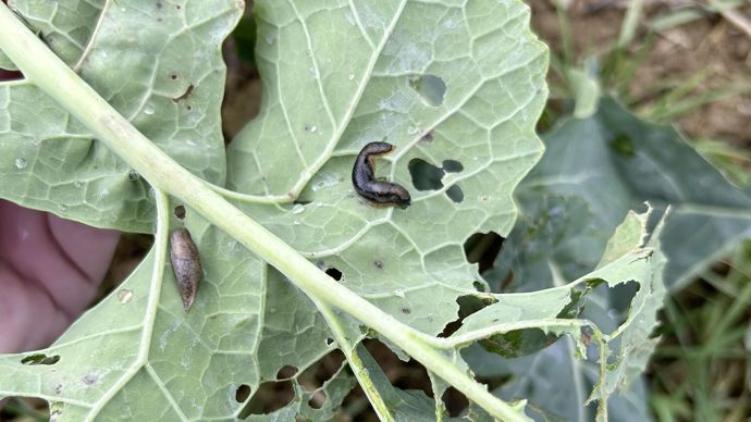 En 2024, le marché des molluscicides de printemps a doublé et celui d'automne a quasiment triplé.