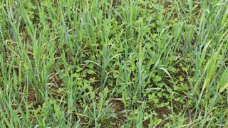 Semée sous une orge de printemps (ici) ou un mélange de pois et féverole, la prairie peut être exploitée en fauche ou pâturage dès septembre à octobre.