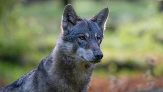 FNSEA, JA, FNO, FNB, FNPL, FNC et Fnec souhaitent que les consignes de restriction de tirs contre les loups soient retirées. FNSEA, JA, FNO, FNB, FNPL, FNC et Fnec souhaitent que les consignes de restriction de tirs contre les loups soient retirées.