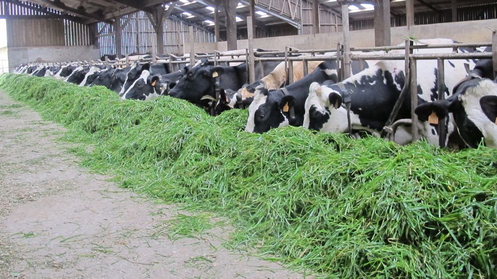 vaches laitières au cornadis affouragées en vert