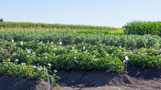 Des scientifiques de l’Université de l’Illinois ont modifié des pommes de terre pour que leur photosynthèse soit plus efficace, et ainsi augmenter le rendement. Des scientifiques de l’Université de l’Illinois ont modifié des pommes de terre pour que leur photosynthèse soit plus efficace, et ainsi augmenter le rendement.