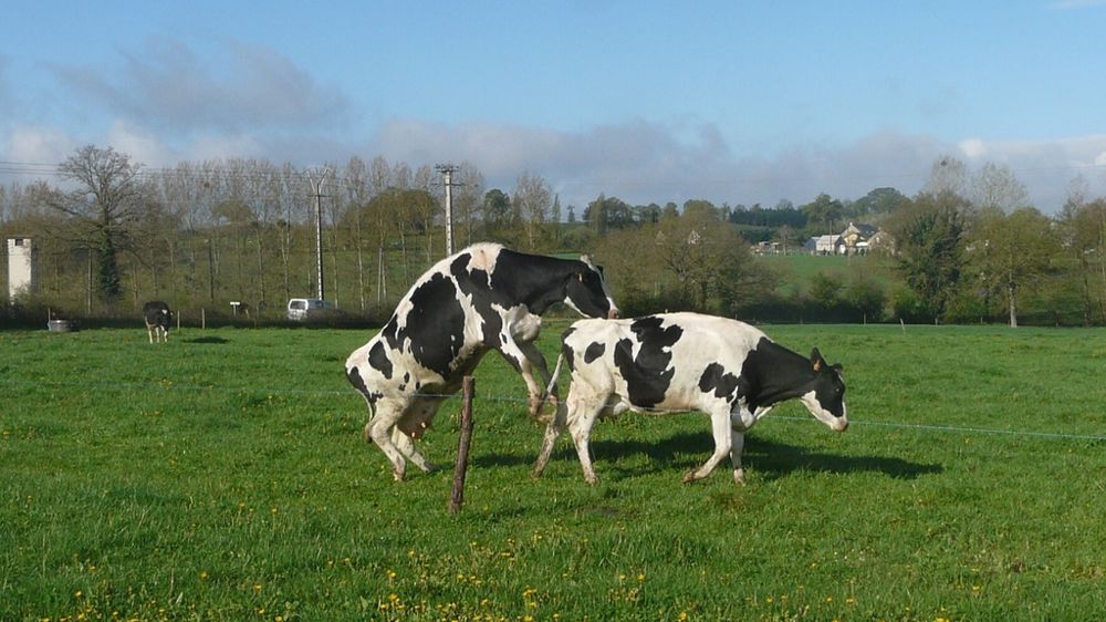 Vache en chaleur