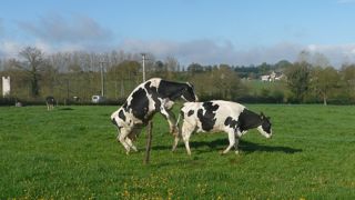 Au-delà de l'activité et du dosage de progestérone, le chevauchement est un bon indicateur de chaleurs chez la vache. Il s'exprimera davantage en pâture.