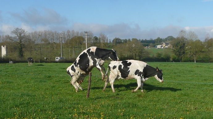 Au-delà de l'activité et du dosage de progestérone, le chevauchement est un bon indicateur de chaleurs chez la vache. Il s'exprimera davantage en pâture.