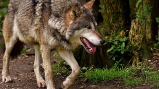 « Tous les gens qui inventent des règles et qui ne vivent pas avec des bêtes dans des endroits où il y a l’ours qui redéboule ou le loup, qu’ils aillent y passer deux nuits », a lancé Emmanuel Macron, le 3 juillet 2025 lors d'un déplacement à Roquefort (Aveyron). « Tous les gens qui inventent des règles et qui ne vivent pas avec des bêtes dans des endroits où il y a l’ours qui redéboule ou le loup, qu’ils aillent y passer deux nuits », a lancé Emmanuel Macron, le 3 juillet 2025 lors d'un déplacement à Roquefort (Aveyron).