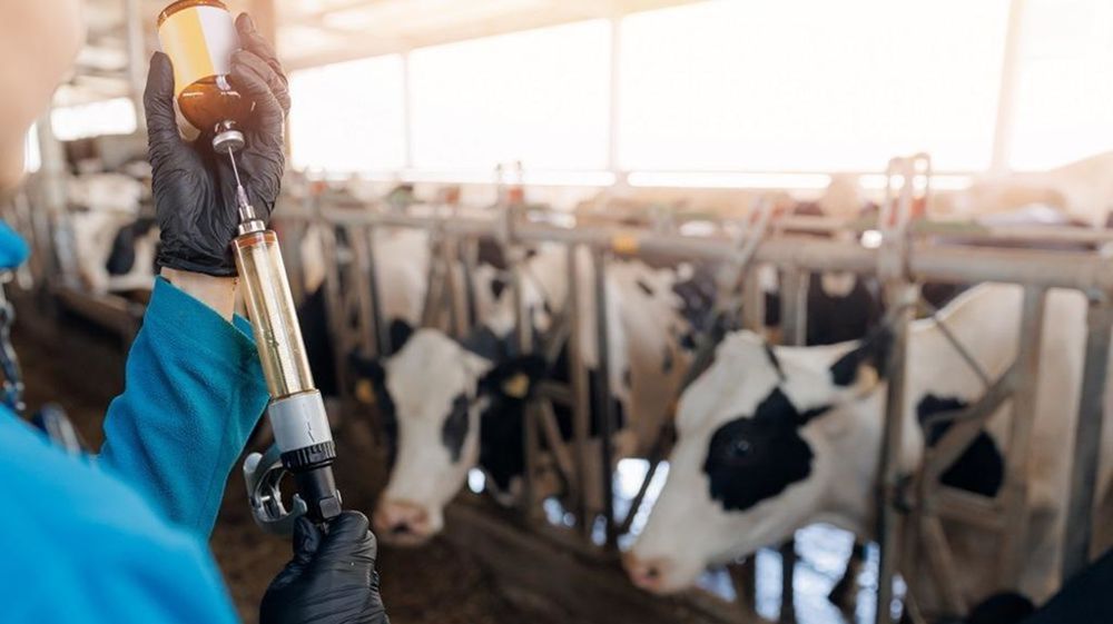 Les doses commandées dans le cadre d'un marché public permettront de vacciner « un million d'ovins et 700 000 bovins contre la FCO 1 et sept millions d'ovins contre la FCO 8 ».