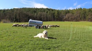 La ferme de Carmejane a adopté le parc de nuit double enceinte. Les brebis ne sont pas dérangées par les chiens et les chiens sont protégés des loups par un filet.