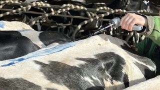 Un colorant compris dans le produit permet de mettre en évidence les animaux traités. Un colorant compris dans le produit permet de mettre en évidence les animaux traités.