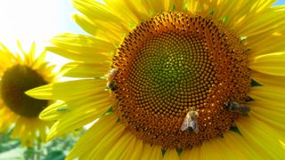 Le groupe coopératif Cavac encourage ses adhérents à cultiver des variétés d’oléagineux dont le tournesol et la cameline, dites « précoces double culture ».
