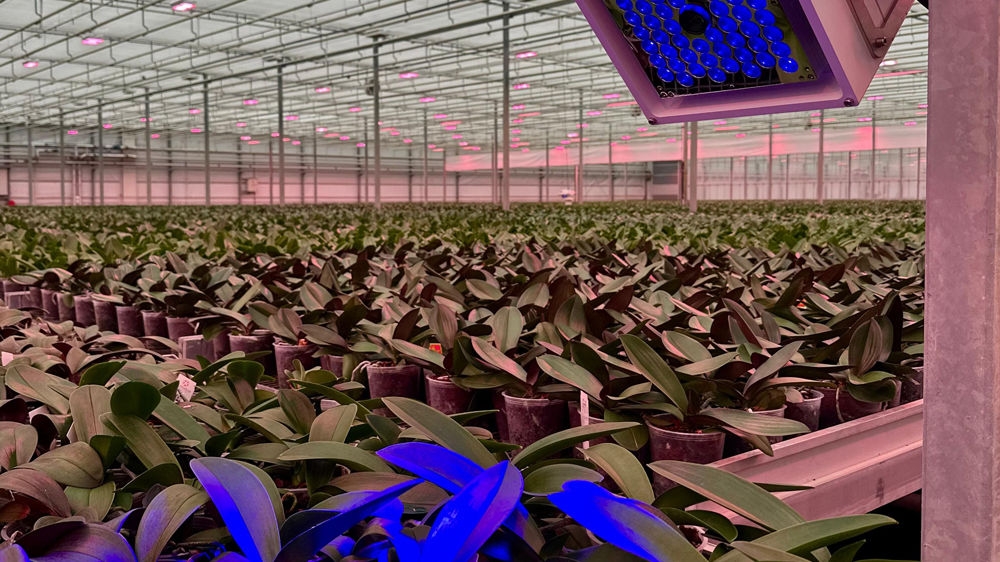 Le CF2GO de PhenoVation utilise la mesure de la fluorescence chlorophyllienne en enregistrant la courbe intégraphe OJIP, une nouvelle méthode. Il a été nominé dans la catégorie Innovation du concours Greentech 2025. Le CF2GO de PhenoVation utilise la mesure de la fluorescence chlorophyllienne en enregistrant la courbe intégraphe OJIP, une nouvelle méthode. Il a été nominé dans la catégorie Innovation du concours Greentech 2025.