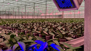 Le CF2GO de PhenoVation utilise la mesure de la fluorescence chlorophyllienne en enregistrant la courbe intégraphe OJIP, une nouvelle méthode. Il a été nominé dans la catégorie Innovation du concours Greentech 2025. Le CF2GO de PhenoVation utilise la mesure de la fluorescence chlorophyllienne en enregistrant la courbe intégraphe OJIP, une nouvelle méthode. Il a été nominé dans la catégorie Innovation du concours Greentech 2025.