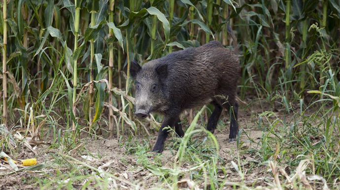 Faire barrage à la peste porcine africaine