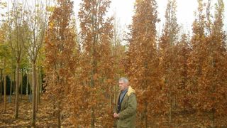 Gilbert Anquetil dans sa pépinière. Gilbert Anquetil dans sa pépinière.