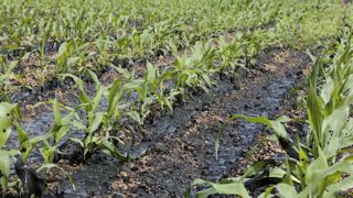 Les digestats liquides sont en général riches en azote ammoniacal, et doivent être apportés au plus proche des besoins des cultures.