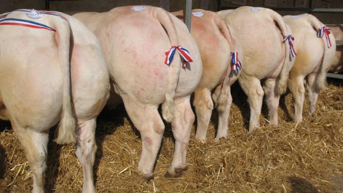Bovins vainqueurs des concours de Romenay mars 2013