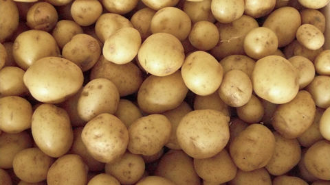 Tout n’est pas complétement noir, mais la première partie de la campagne 2025-2026 risque d’être difficile en pommes de terre.