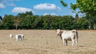 Les fortes températures et l'absence d'eau ont grillé les prairies dans de nombreuses régions de France. Les fortes températures et l'absence d'eau ont grillé les prairies dans de nombreuses régions de France.