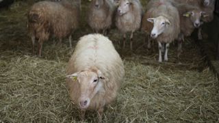 325 foyers de FCO de sérotype 8 ont été recensés entre le 1er juin et le 17 juillet 2025.