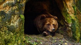 Les ours qui créent le plus de dégâts sont connus des bergers et de l'OFB grâce aux analyses génétiques. Les ours qui créent le plus de dégâts sont connus des bergers et de l'OFB grâce aux analyses génétiques.