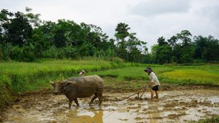 La hausse de production sera surtout liée à des gains de productivité dans les pays émergents. Les effectifs d'animaux devraient aussi s’accroître de 7 % à l’échelle mondiale. La hausse de production sera surtout liée à des gains de productivité dans les pays émergents. Les effectifs d'animaux devraient aussi s’accroître de 7 % à l’échelle mondiale.