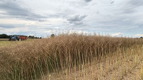 Champ de colza pendant la moisson
