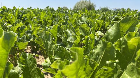 Avec le changement climatique, les insectes sont le problème numéro un, souligne William Huet, directeur agricole de la coopérative Cristal Union. Avec le changement climatique, les insectes sont le problème numéro un, souligne William Huet, directeur agricole de la coopérative Cristal Union.