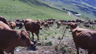 Selon Selon la Confédération paysanne, plus de 1 000 bovins auraient déjà été abattus en Savoie et Haute-Savoie au 23 juillet.