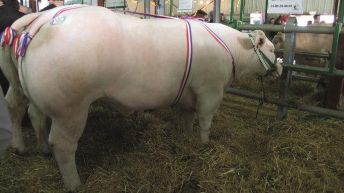 Concours bovins de Montluçon 2013