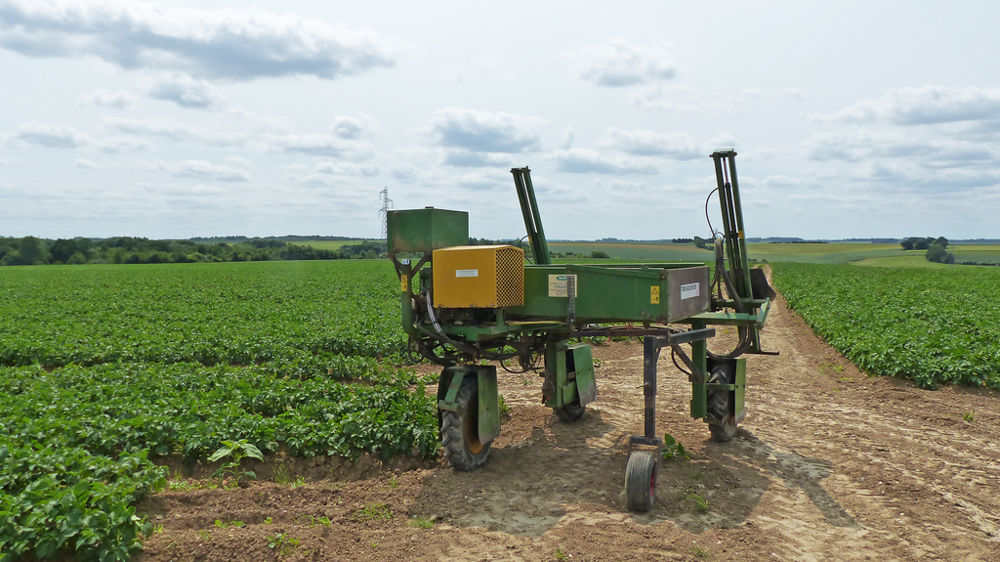 épuration de plants de pommes de terre