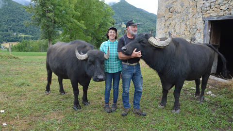 Florence et Alain Olive n’ont pas réfléchi longtemps à la race de buffles qu’ils choisiraient : une seule est disponible en France, le buffle d’Asie ou buffle d’eau.
