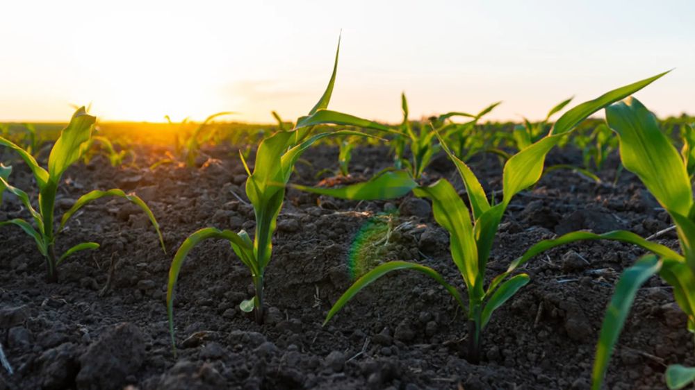 Quand semer le maïs : s'adapter aux changements climatiques
