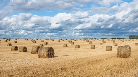 Et chez vous ? Où en est la moisson 2025 ? N'hésitez pas à partager votre retour dans les commentaires en dessous de l'article.