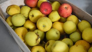 Des traitements alternatifs en prérécolte sont mis en place pour lutter contre les pourritures se développant en chambre froide, mais peu égalent les performances de la chimie.