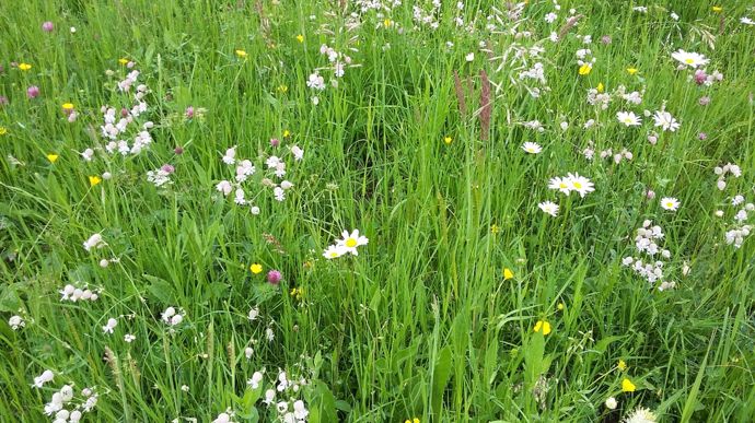 Un guide floristique pour la gestion des prairies