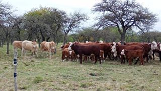 Des milliers de vaches censées appartenir à l'entreprise n'existaient tout simplement pas. Des milliers de vaches censées appartenir à l'entreprise n'existaient tout simplement pas.