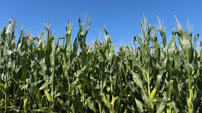 La récolte de maïs fourrage serait en recul de plus de 13 % par rapport à 2024.