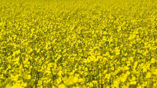 Le Canada se dit « profondément déçu » de la décision chinoise d’infliger temporairement des droits de douane sur les produits issus du canola canadien. Le Canada se dit « profondément déçu » de la décision chinoise d’infliger temporairement des droits de douane sur les produits issus du canola canadien.