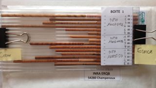 Petit échantillon de bois en forme de crayon extrait du tronc des arbres. Petit échantillon de bois en forme de crayon extrait du tronc des arbres.