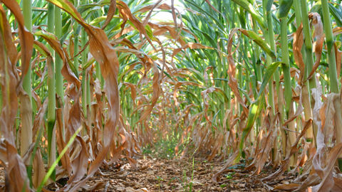 Les zones méridionales non irriguées devraient voir leur potentiel entamé à la suite de la canicule du mois d'août. Les zones méridionales non irriguées devraient voir leur potentiel entamé à la suite de la canicule du mois d'août.