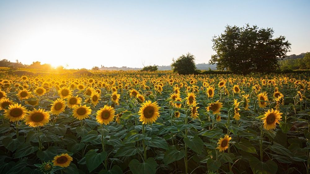 Lever de soleil sur un champ de tournesol.