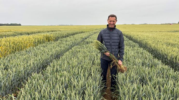 « L’offre variétale de blé améliorant ou de force s’est étoffée »